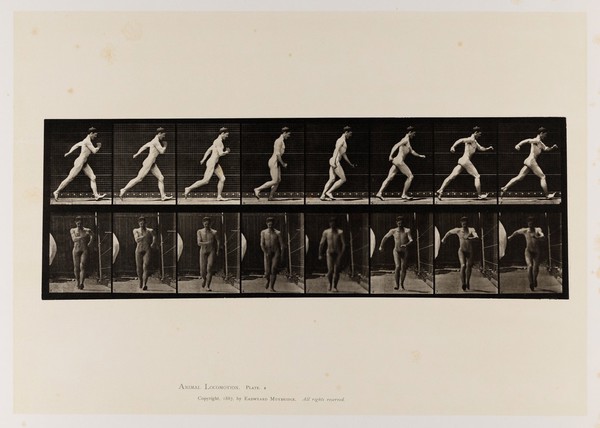 A naked man speed-walking. Collotype after Eadweard Muybridge, 1887.