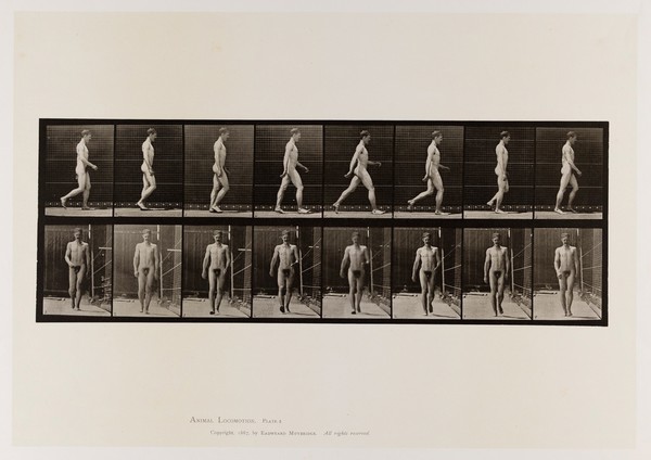 A naked man walking. Collotype after Eadweard Muybridge, 1887.