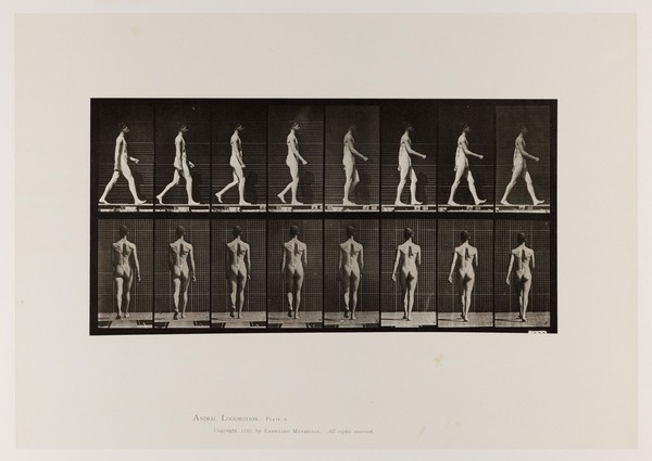 A naked man walking. Collotype after Eadweard Muybridge, 1887.