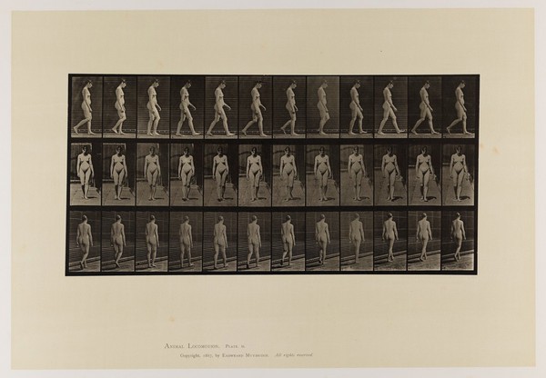 A naked woman walking. Collotype after Eadweard Muybridge, 1887.