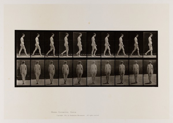 A naked woman walking. Collotype after Eadweard Muybridge, 1887.