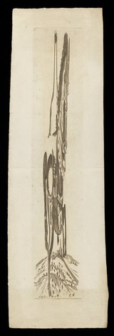 A horse, with a village on a mountain in the background: anamorphic representation. Engraving, 1st January 1802.