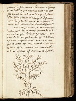 Pen-drawing of a tree, 1702