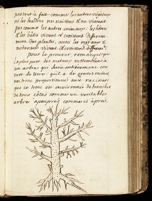 view Pen-drawing of a tree, 1702