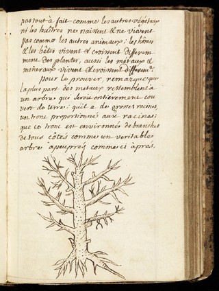 Pen-drawing of a tree, 1702