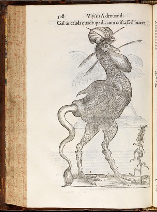 Vlyssis Aldrovandi ... Ornithologiae tomvs alter ... : Cum indice copiosissimo variarum linguarum.