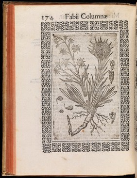 Minvs cognitarvm stirpivm aliqvot, ac etiam rariorvm nostro coelo orientivm [ekphrasis] Qua non paucae ab antiquioribus, Theophrasto, Dioscoride, Plinio, Galeno, alijsqúe memoratae declarantur, officinarum vsui perquam vtiles / Fabio Colvmna avctore. Item, de aquatilibus, aliisque animalibus quibusdam paucis libellus.