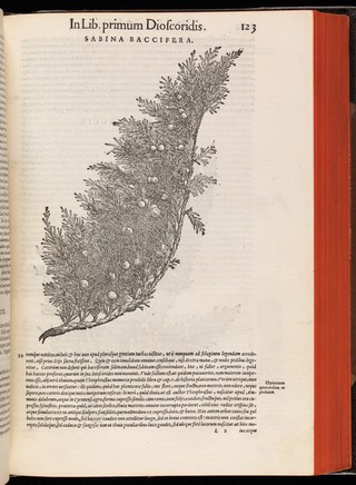 Petri Andreæ Matthioli Senensis medici, Commentarii in sex libros Pedacii Dioscoridis Anazarbei de medica materia / iam denuo ab ipso autore recogniti et locis plus mille aucti. Adiectis magnis, ac nouis plantarum, ac animalium iconibus, supra priores editiones longè pluribus, ad viuum delineatis. Accesserunt quoque ad margines græci contextus quàm plurimi, ex antiquissimis codicibus desumpti, qui Dioscoridis ipsius deprauatam lectionem restituunt. Cum locupletissimis indicbus.