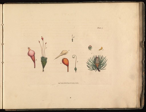 Plate 7, Cedar of Lebanon (male and female flowers)