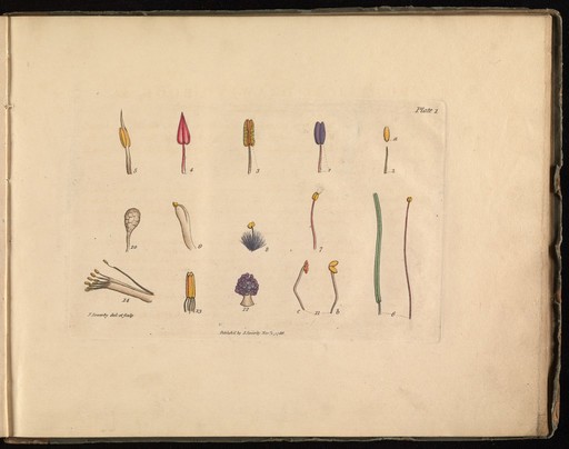Plate 1, Third Division or Stamen.