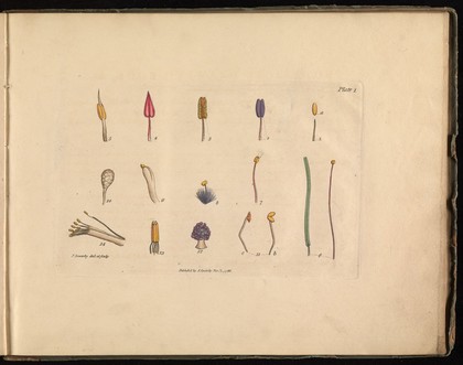 A botanical drawing-book: or, an easy introduction to drawing flowers according to nature / [James Sowerby].