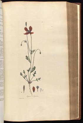 Flora Londinensis. Or Plates and descriptions of such plants as grow wild in the environs of London: with their places of growth, and times of flowering; their several names according to Linnæus and other authors: with a particular description of each plant in Latin and English. To which are added, their several uses in medicine, agriculture, rural œconomy and other arts / By William Curtis.