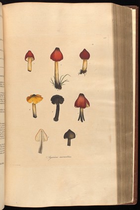 Flora Londinensis. Or Plates and descriptions of such plants as grow wild in the environs of London: with their places of growth, and times of flowering; their several names according to Linnæus and other authors: with a particular description of each plant in Latin and English. To which are added, their several uses in medicine, agriculture, rural œconomy and other arts / By William Curtis.