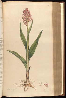 Flora Londinensis. Or Plates and descriptions of such plants as grow wild in the environs of London: with their places of growth, and times of flowering; their several names according to Linnæus and other authors: with a particular description of each plant in Latin and English. To which are added, their several uses in medicine, agriculture, rural œconomy and other arts / By William Curtis.