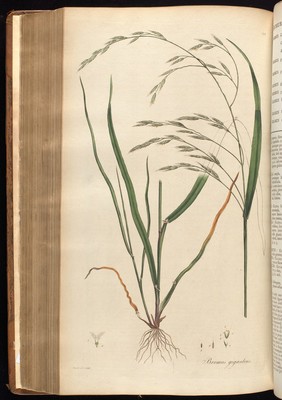 Flora Londinensis. Or Plates and descriptions of such plants as grow wild in the environs of London: with their places of growth, and times of flowering; their several names according to Linnæus and other authors: with a particular description of each plant in Latin and English. To which are added, their several uses in medicine, agriculture, rural œconomy and other arts / By William Curtis.