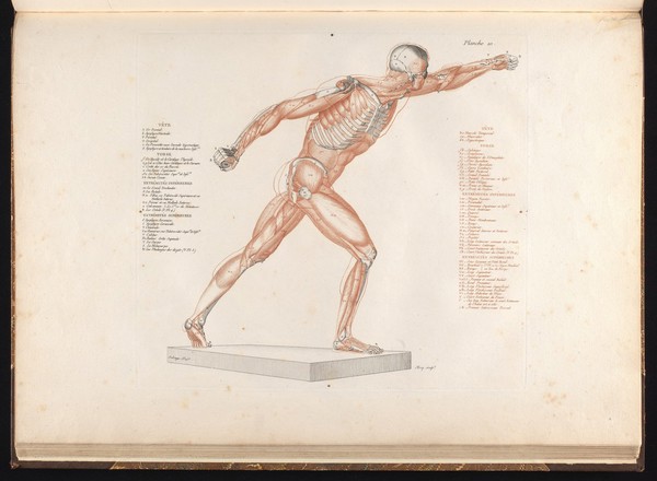 Anatomie du gladiateur combattant, applicable aux beaux arts, ou traité des os, des muscles du mécanisme de mouvemens, des proportions et des caractères du corps humain / [Jean Galbert Salvage].
