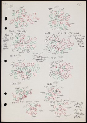 Coloured cell lineage drawings.