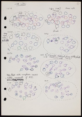 Coloured cell lineage drawings.