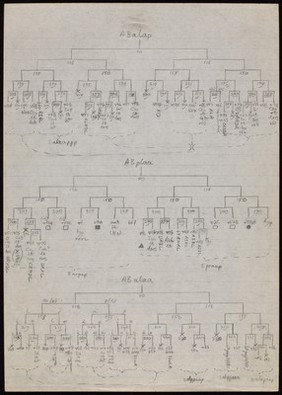 Hand drawn draft cell lineage charts.