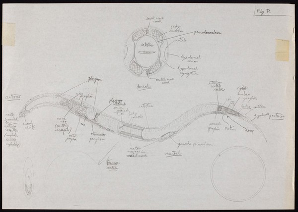 Drawing of a C. elegans worm.