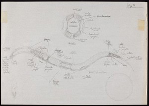 view Drawing of a C. elegans worm.
