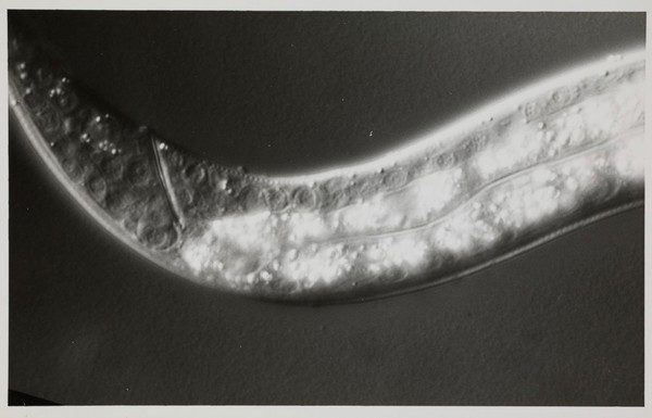 Black and white photograph of section of the C. elegans worm.