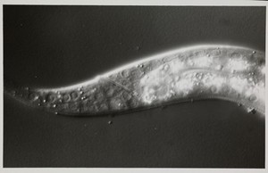 view Black and white photograph of section of the C. elegans worm.