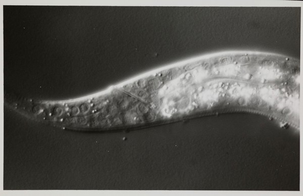 Black and white photograph of section of the C. elegans worm.