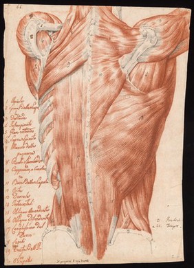 Muscles and tendons of the back: écorché figure. Red chalk and pencil drawing by or associated with A. Durelli, ca. 1837.