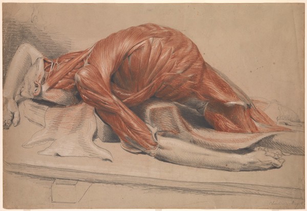 Torso of a reclining écorché figure. Chalk drawing by C. Landseer, ca. 1815.