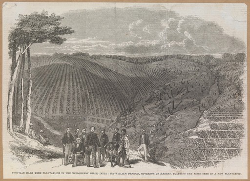Sir W. Denison and others planting the first quinine tree in the Neilgherry hills, India. Wood engraving by Jackson, 186-