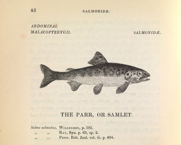 A history of British fishes / By William Yarrell ... Illustrated by nearly 400 woodcuts.