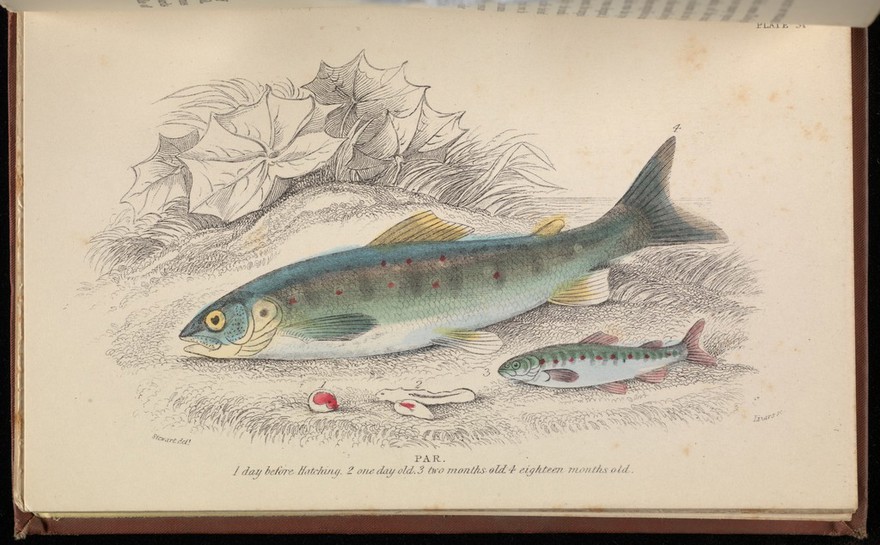 The history of British fishes / [Robert Hamilton].