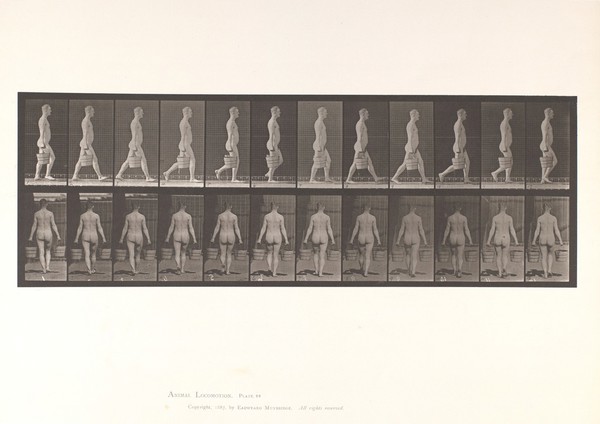 A naked man walking. Collotype after Eadweard Muybridge, 1887.