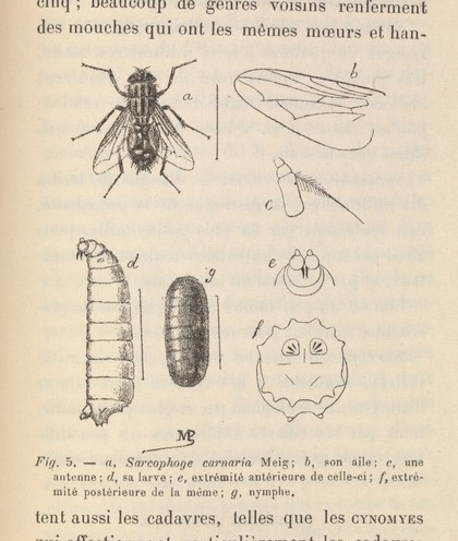 La faune des cadavres : application de l'entomologie à la médecine légale / par P. Mégnin.