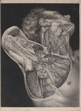 Plate 6, Surgical anatomy of the axilla. 