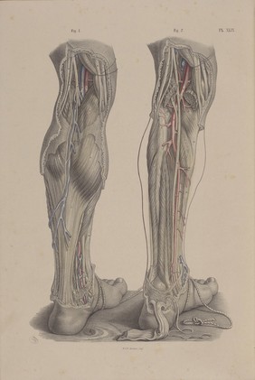 Plate XLIX. Dissection of the leg, ankle, and foot.