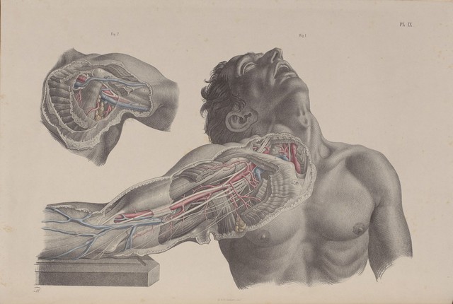 Plate IX. Surgical dissection
