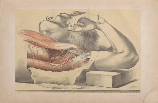 Plate I. Dissection of the thorax and axilla