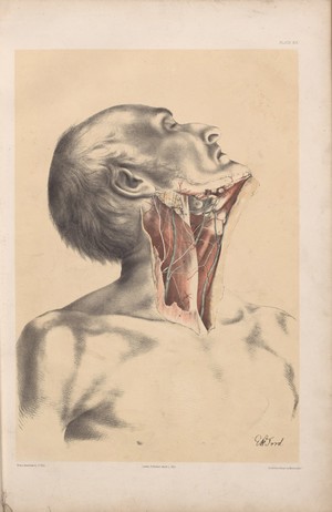 view Plate XVI. Dissection of the neck