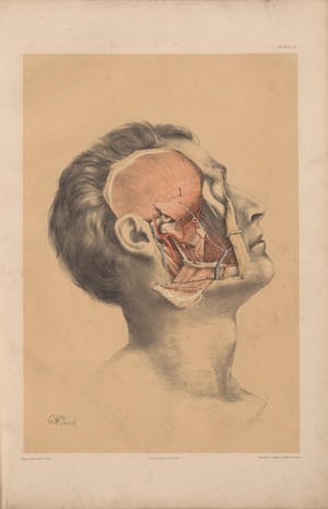 view Plate XX. Superficial view of the pterygoid region.