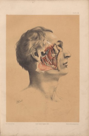 view Plate XXI. Dissection of the pterygoid region.