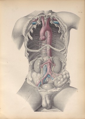 Surgical anatomy / by Joseph Maclise.