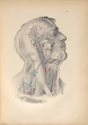 Plate IV. Surgical anatomy of the cervical and facial regions