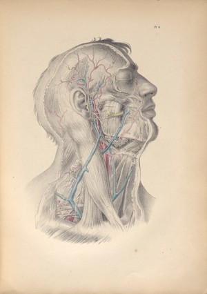 view Plate IV. Surgical anatomy of the cervical and facial regions