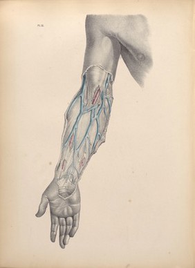 Plate XV. The surgical dissection of the elbow and forearm.