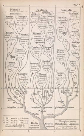 Generelle Morphologie der Organismen : allgemeine Grundzüge der organischen Formen-Wissenschaft, mechanisch begründet durch die von Charles Darwin reformirte Descendenztheorie / von Ernst Haeckel.