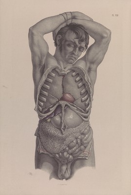 Surgical anatomy / by Joseph Maclise.