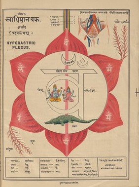 Svāmihaṃsasvarūpakr̥tam Ṣaṭcakranirūpaṇacitram : bhāṣyasamalaṃkr̥taṃ bhāṣāṭīkopetañ ca = Shatchakra niroopana chittra with bhashya and bhasha containing the pictures of the different nerves and plexuses of the human body with their full description showing the easiest method how to practise pranayam by the mental suspension of breath through meditation only ; by Shri Swami Hansa Swaroop.