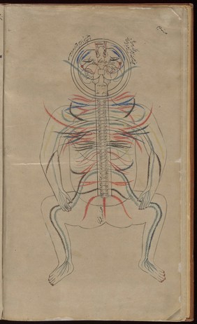 Human figure, venous and nervous system, Persian, 18th C